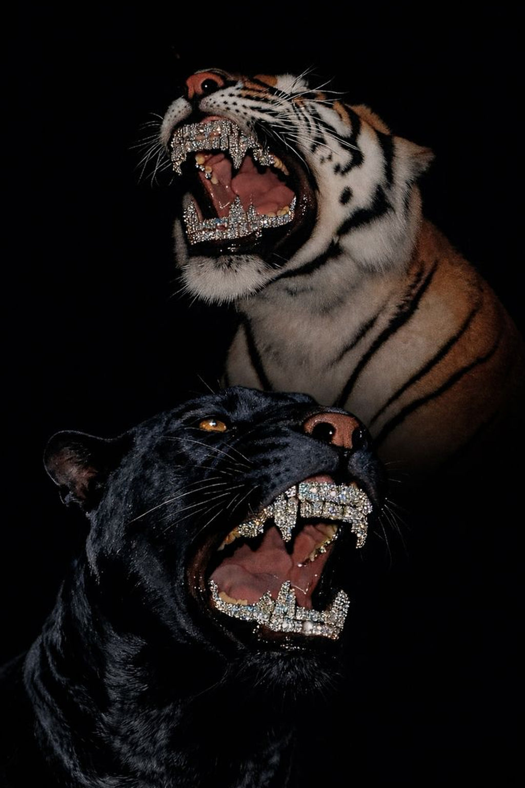 Be a TIGER.