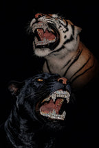 Be a TIGER.